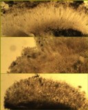 Acarospora placodiiformis image