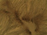 Acarospora placodiiformis image