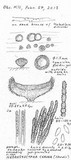 Neodasyscypha cerina image