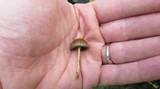 Psilocybe coprophila image