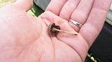 Psilocybe coprophila image