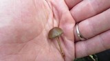 Psilocybe coprophila image