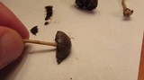 Psilocybe coprophila image