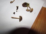 Psilocybe coprophila image