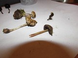Psilocybe coprophila image