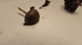 Psilocybe coprophila image