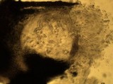 Acrocordia gemmata image