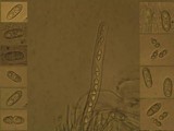 Acrocordia gemmata image