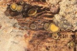 Neodasyscypha cerina image
