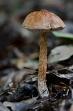 Austroboletus lacunosus image