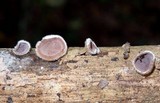 Auricularia nigricans image