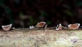 Auricularia nigricans image