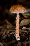 Austroboletus lacunosus image