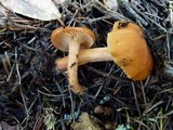 Lactarius subviscidus image