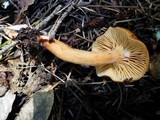 Lactarius subviscidus image
