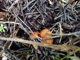 Lactarius subviscidus image