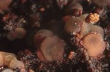 Patinellaria sanguinea image