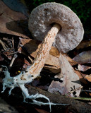 Austroboletus lacunosus image