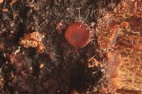 Patinellaria sanguinea image