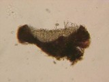 Patinellaria sanguinea image