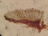 Patinellaria sanguinea image