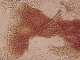 Patinellaria sanguinea image
