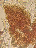 Patinellaria sanguinea image
