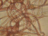Patinellaria sanguinea image