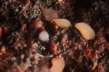 Patinellaria sanguinea image