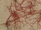 Patinellaria sanguinea image