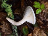 Hygrophorus eburneus image