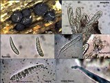 Patellaria atrata image