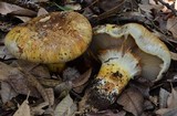 Cortinarius ponderosus image