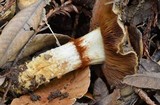 Cortinarius glutinosoarmillatus image