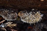 Tilachlidium brachiatum image