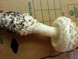 Amanita magniverrucata image
