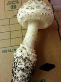 Amanita magniverrucata image