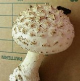 Amanita magniverrucata image