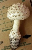 Amanita magniverrucata image