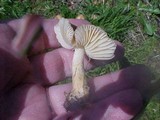 Marasmius oreades image