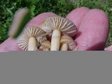 Marasmius oreades image