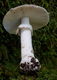 Amanita luteofusca image