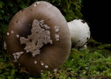 Amanita luteofusca image