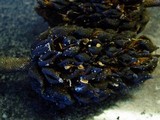 Melanotus horizontalis image