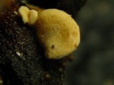 Melanotus horizontalis image