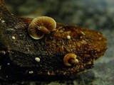Melanotus horizontalis image
