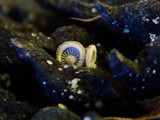Melanotus horizontalis image