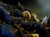 Melanotus horizontalis image