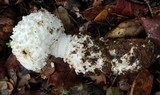 Amanita magniverrucata image