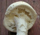 Amanita magniverrucata image